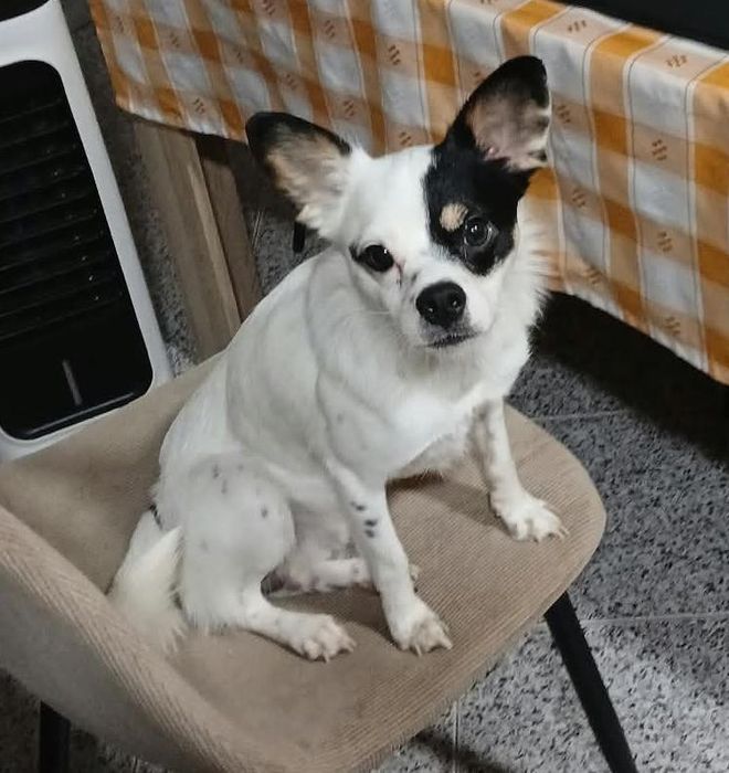 Caozinho porte medio para adoçao responsavel