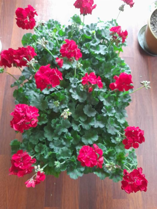 Pelargonie balkonowe
