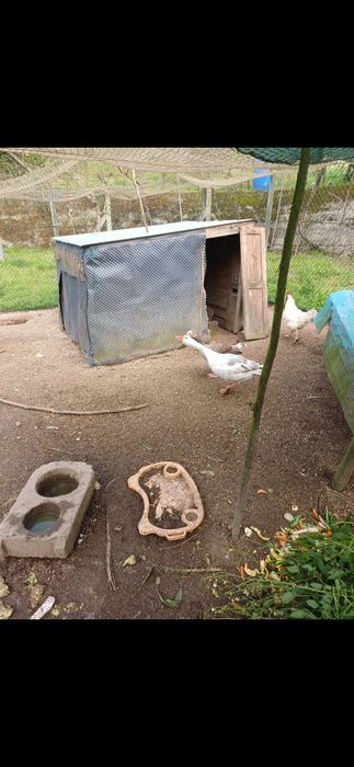 Gansos tolouse adultos