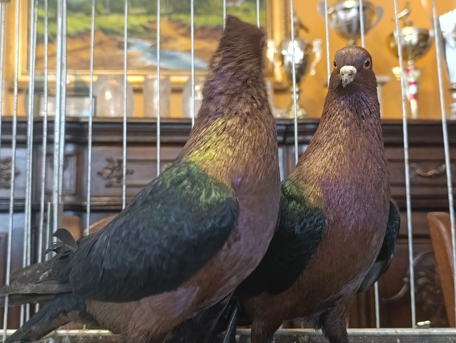 Gil, Gile miedziane, wysyłam, gołębie ozdobne