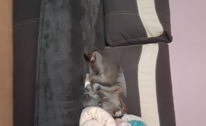 Oddam Nele do adopcji 5 letni amstafblu