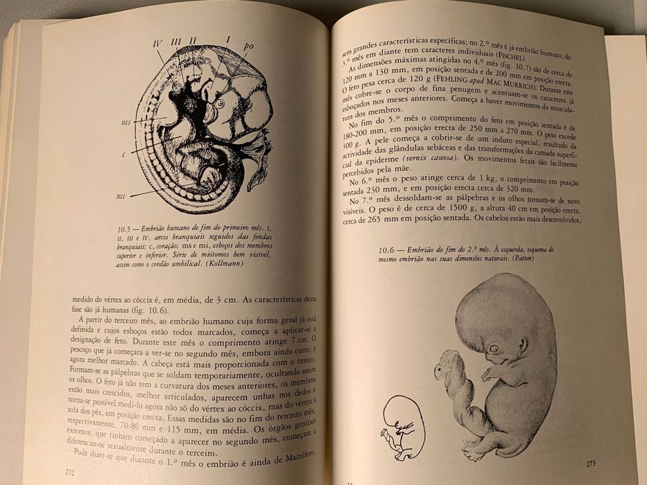 Desenvolvimento Embrionário dos Vertebrados