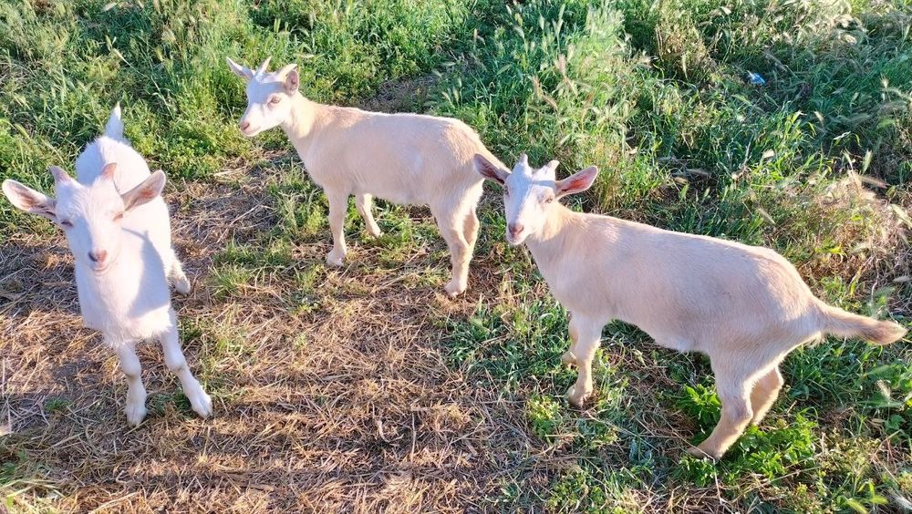 Продаю 3 -місячних козенят, дівчатка