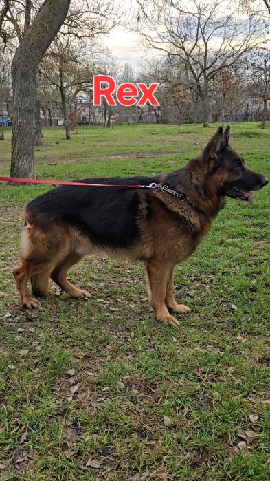 Кобели разных пород на вязку. Помощь инструктора.