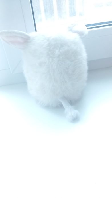 Редкий Интерактивный Furby Boom (Hasbro) — Белый с сердечками!