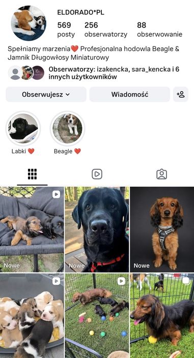 Beagle suczka bicolor Fibi mocna budowa odbiór sierpień