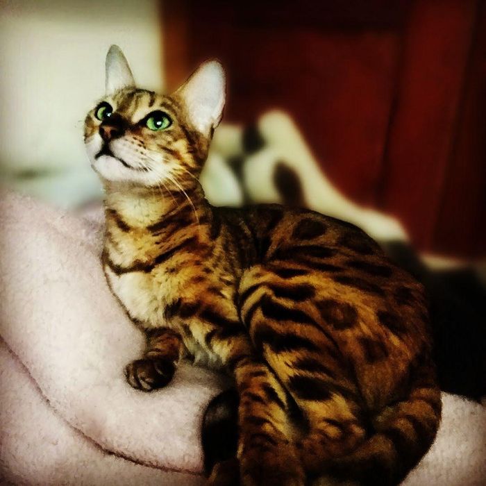 Бенгальські кошенята, бенгальський котята