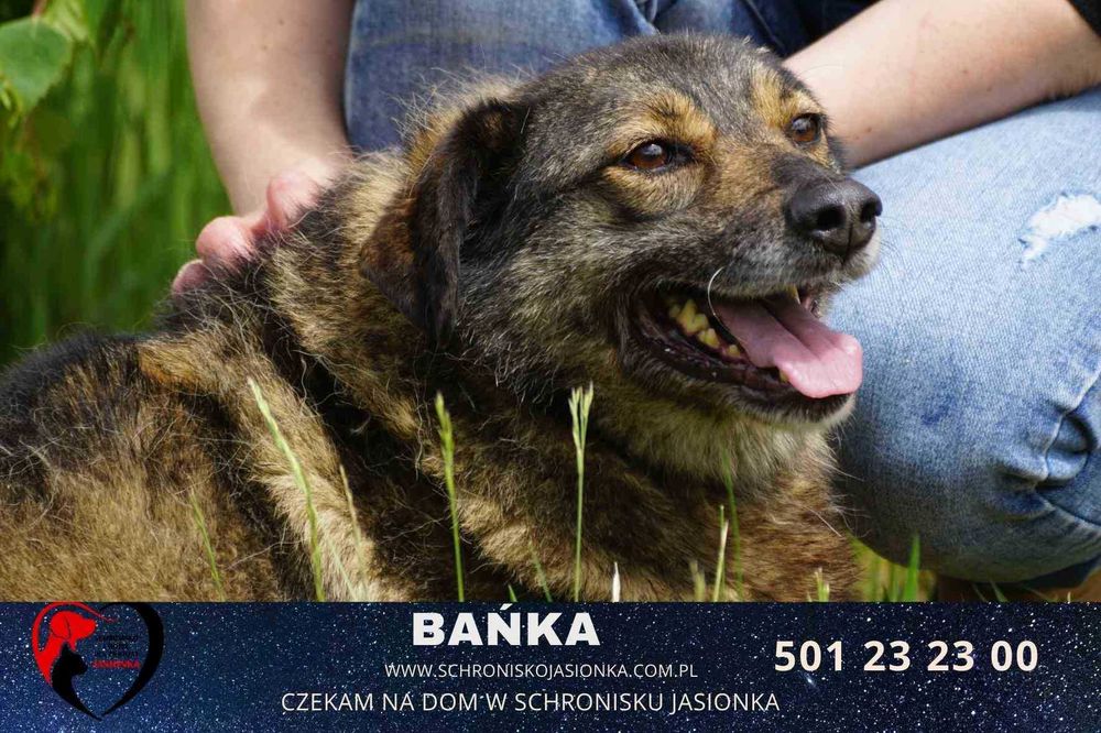 Bańka do adopcji – Schronisko Jasionka