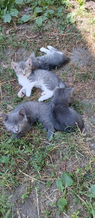 Кошенятка для Вас