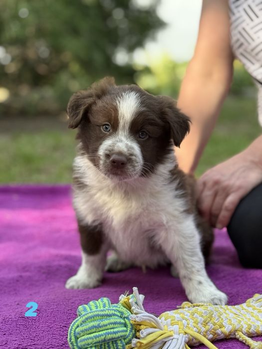 Piesek Border Collie