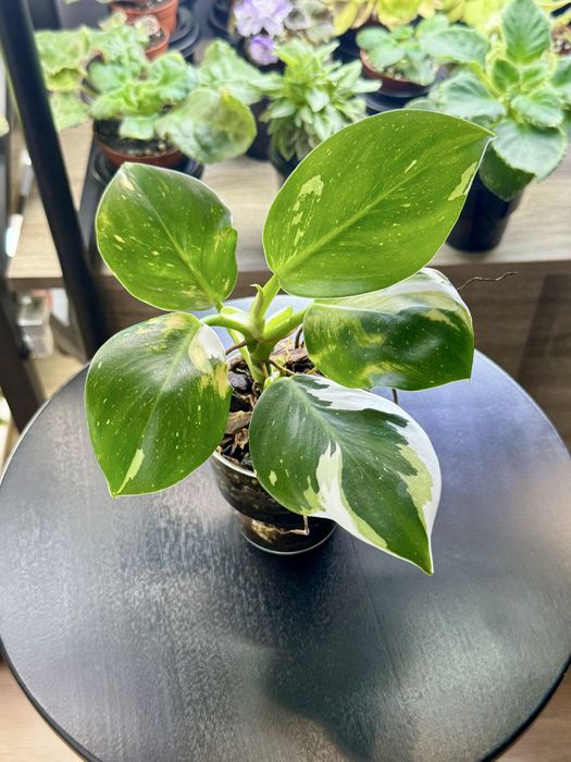 philodendron - купити кімнатні рослини - Ціна на OLX.ua