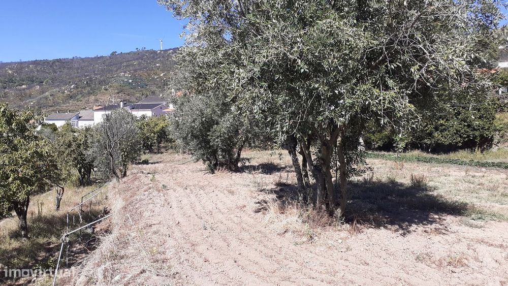 Terreno  Venda em Gonçalo,Guarda