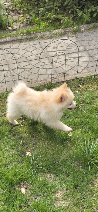 Szpic miniaturowy piesek lisek