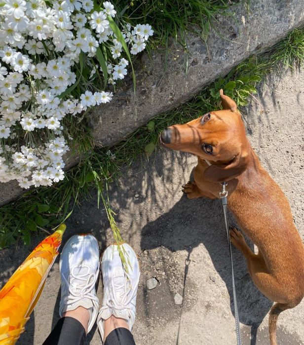 Дівчика Карликова міні такса шукає чоловіка для вязки