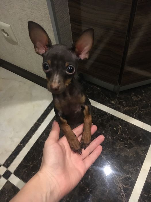 Вязка той терьер