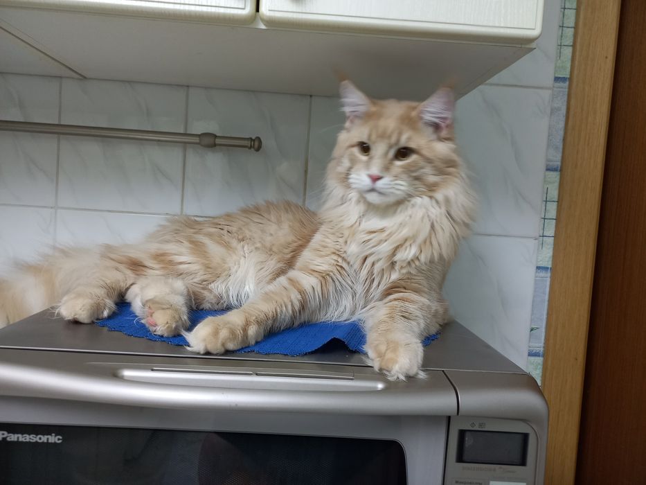 Бронируем мейнкунчики с документами ,привиты,окрасы разные,возраст тож