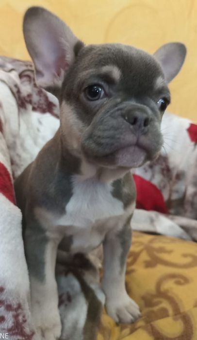 Bulldog francês Bulldog lilac tan. Fémea