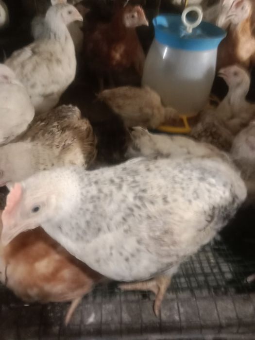 Продам курчат мясояічної породи