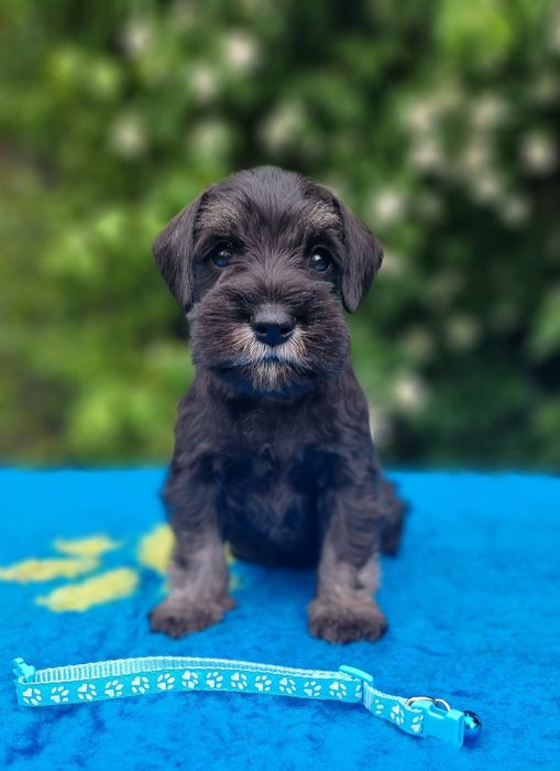 Цуценята цвергшнауцера