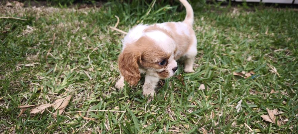 Cavalier king charles criado em ambiente familiar