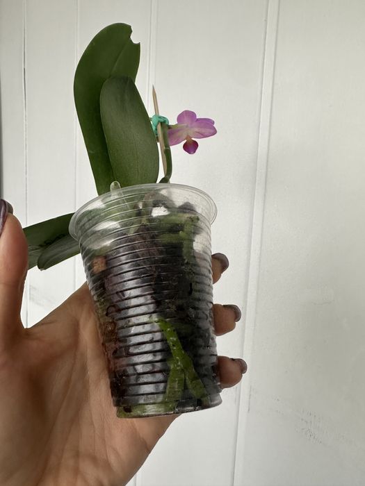 Орхідея pink flamingo