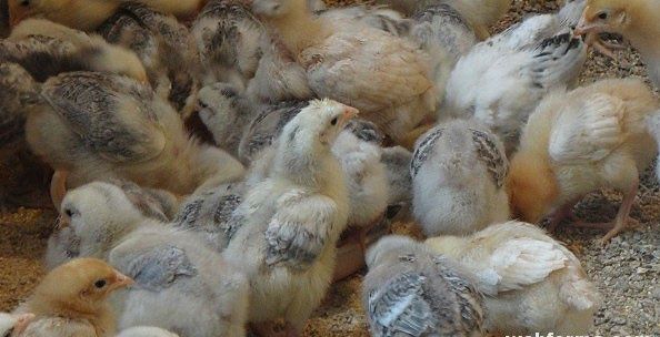 Продаю курчата мастер грей та інші. Качки,Гуси,Індики