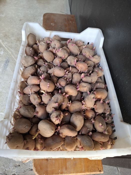 Картопля насінева