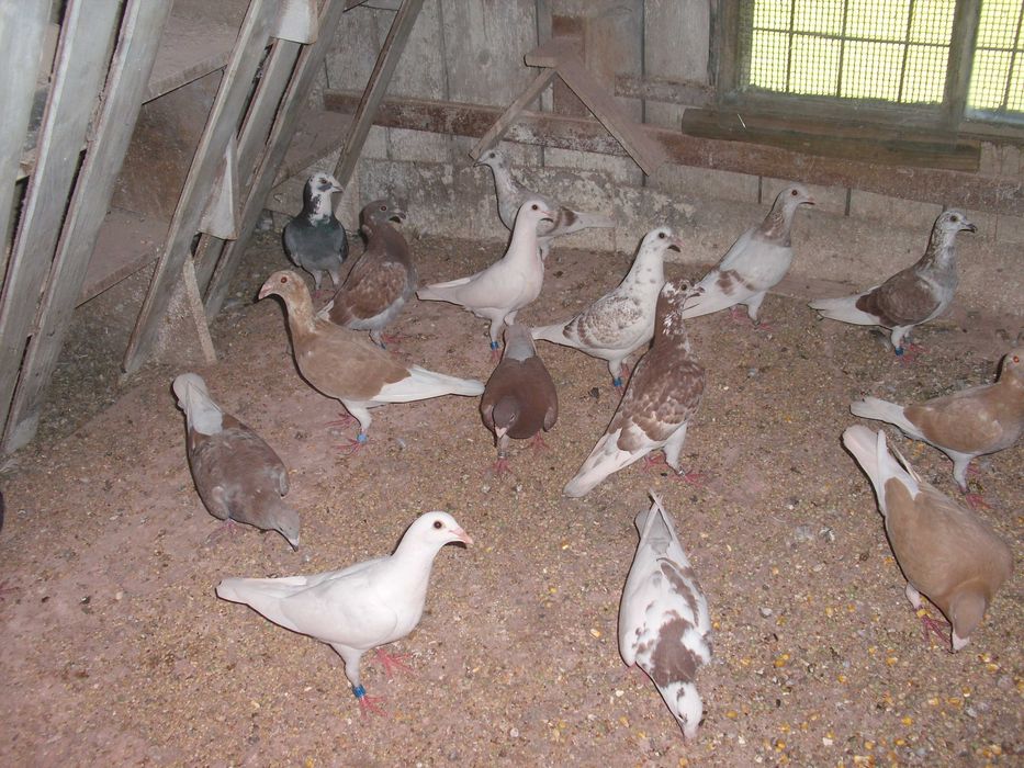 golebie pocztowe nr9