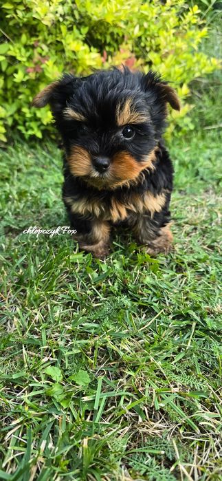 Yorkshire terrier piesek czarno złoty york