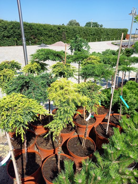 Tuja szmaragd 90-105cm.PRODUCENT PLESZEW