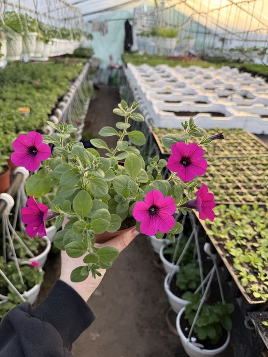 Набір сурфіній 5 кольорів