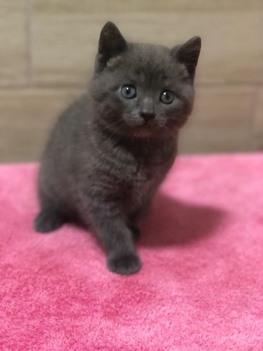 Британський хлопчик!