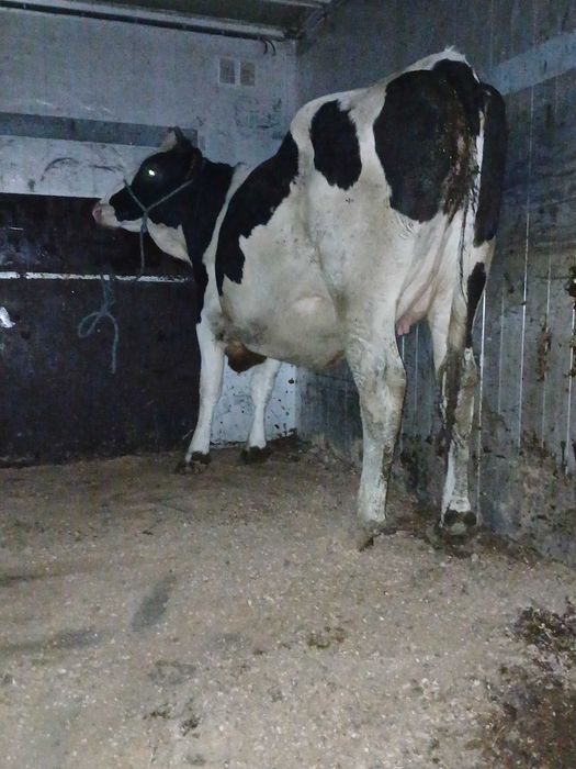 Sprzedam dwie jalówki wysokocielne