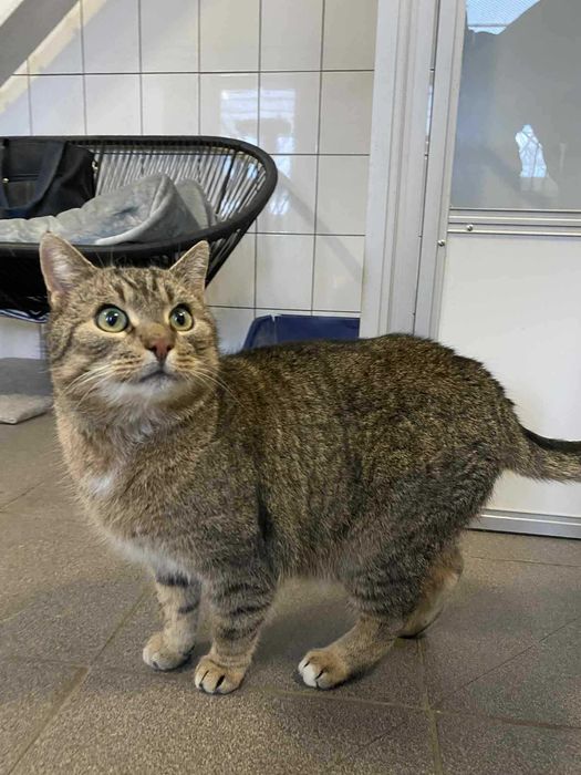 Bruno i Kacperek dwa kocurki adopcja wspólny dom schronisko