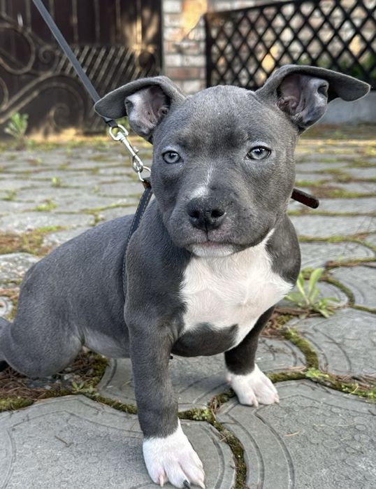 Девочки AM BULLY