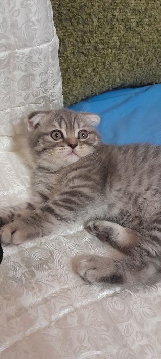 Лапуся шотландчик