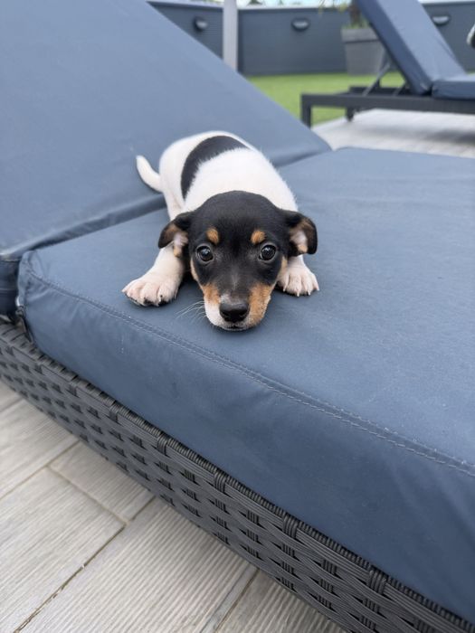 Jack russell femea fantastica