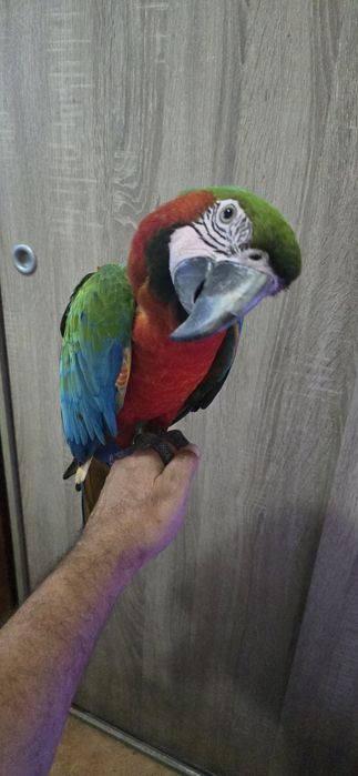 Araras Arlequim Hibridas