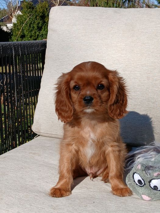 Cavalier, piesek rubinowy o imieniu PIXEL,Ur.24.12.25,rodowód 4 pokol