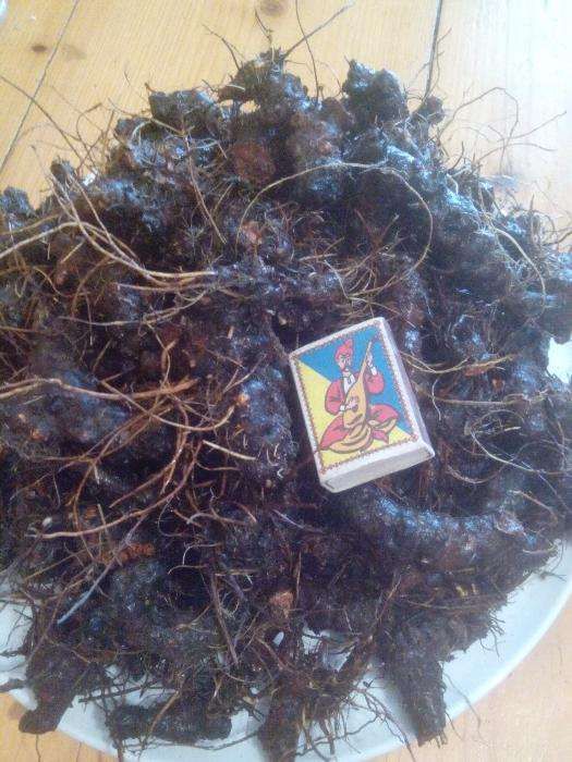 500г. Калган ЯКІСНИЙ Лапчатка прямостояча з Карпат