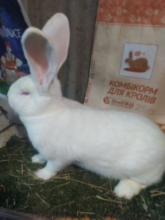 Кролики німецький строкач і бельгійці шиншилові і білі,