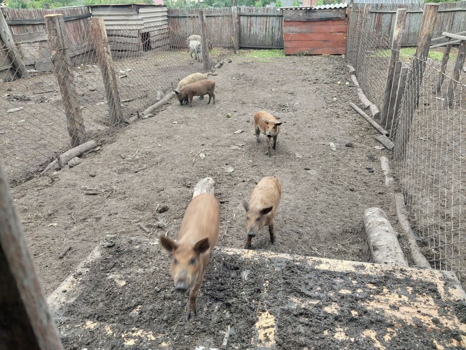 Продам пацятка 2місяці мангали