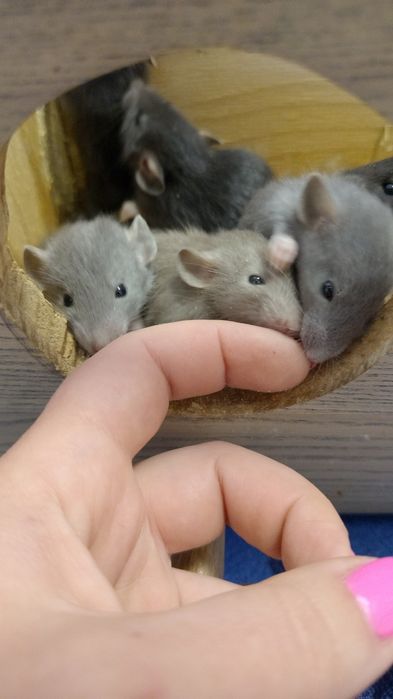 Маленькие крысята, красивые окрасы Дамбо