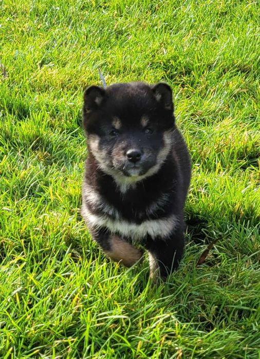 Shiba inu z metryką Fci