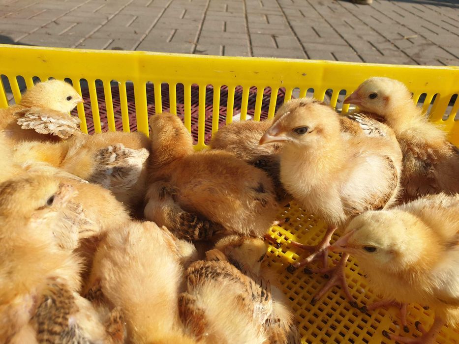 Kurczak zagrodowy Brojler Rebo młody transport możliwy