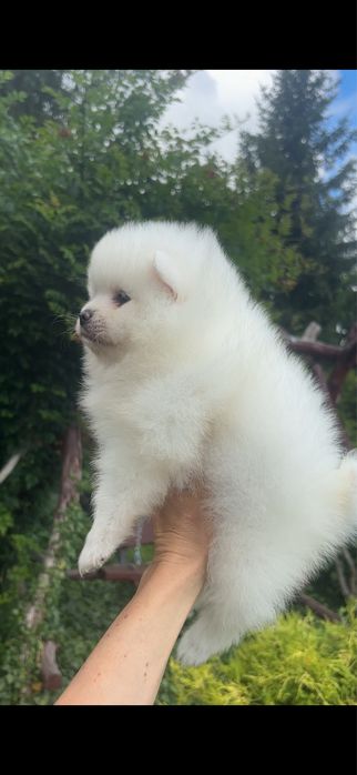 Szpic miniaturowy pomeranian sunia biała