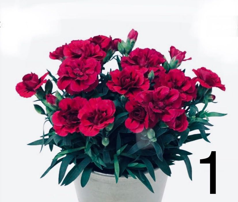 Гвоздика Оскар черенок саджанці