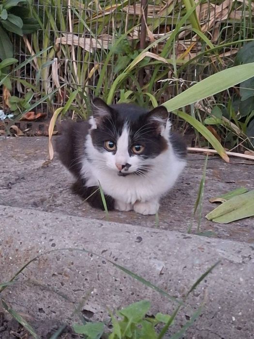 Кошенята шукають родину