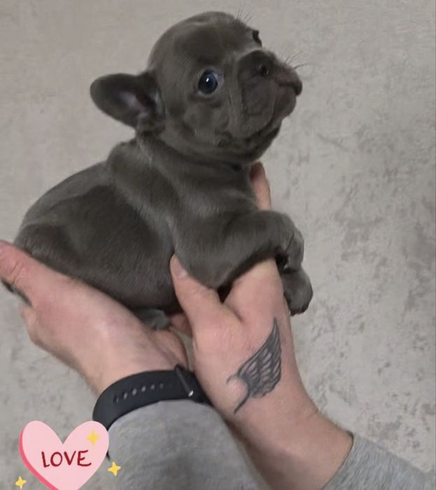 Девочка француского бульдога! Голубая без тигры и белого