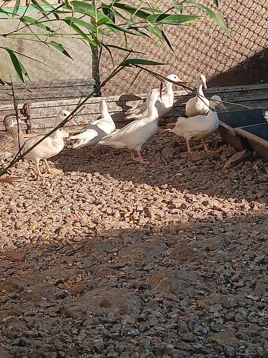 Patos mandarim branco ho